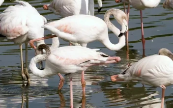 Video Stock Pink Flamingos In The Lake Free