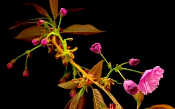 Video Stock Pink Flower Opening Free