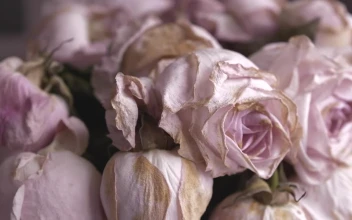 Video Stock Pink Flowers About To Fade Free