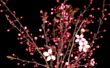 Video Stock Pink Flower Opening On A Cherry Tree Free