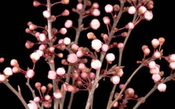 Video Stock Pink Flowers Blooming In A Cherry Tree Free
