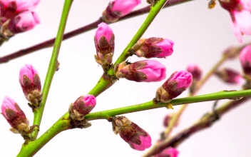 Video Stock Pink Flowers Blossom On The Branches Free