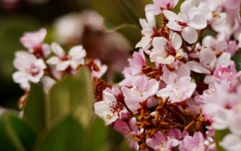 Video Stock Pink Flowers In A Garden Close Up Free