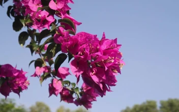 Video Stock Pink Flowers Moving In The Breeze Free
