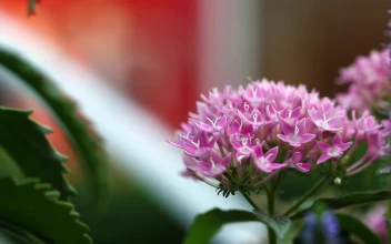 Video Stock Pink Flowers On A Stem Next To A Fountain Free