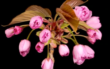 Video Stock Pink Flowers Opening Their Petals At The Same Time Free
