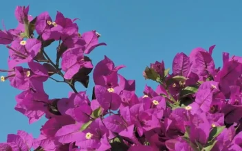 Video Stock Pink Flowers Wave In The Breeze Free
