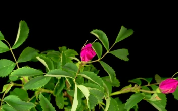 Video Stock Pink Flowers Opening Their Petals On A Black Background Free
