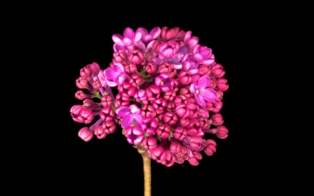 Video Stock Pink Lilacs Opening Their Petals On A Black Background Free