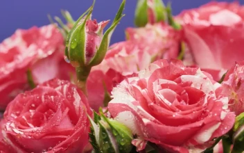 Video Stock Pink Roses On A Purple Background Free