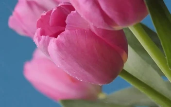 Video Stock Pink Tulips Being Watered Free