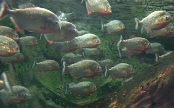Video Stock Piranha Fish In A Lake Free