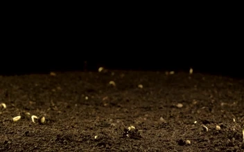 Video Stock Plant Growing In A Black Background Free