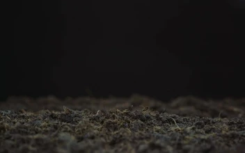 Video Stock Plant Growing In The Ground Free