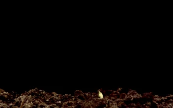 Video Stock Plant Growing On A Black Background Free