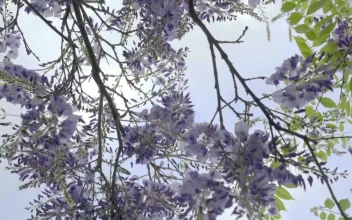 Video Stock Plant With Purple Flowers Free