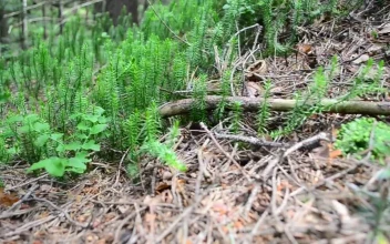 Video Stock Plants Growing Across A Forest Clearing Free