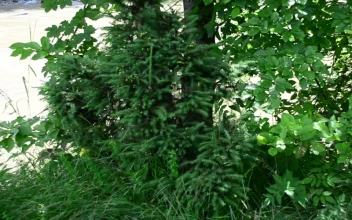 Video Stock Plants Growing Along A River Free