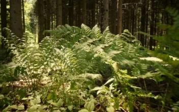 Video Stock Plants Growing In A Forest Free