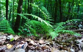 Video Stock Plants Growing From The Forest Floor Free