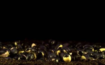 Video Stock Plants Growing In Fast Motion Free