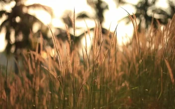 Video Stock Plants In A Field In Spring Shallow Focus Shot Free