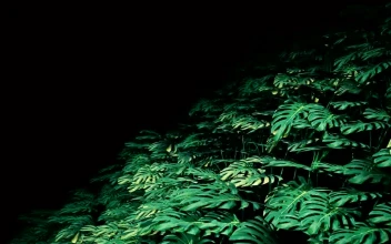 Video Stock Plants In The Dark Loop Video Free