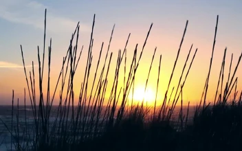 Video Stock Plants On The Seashore At Sunrise Free
