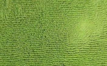 Video Stock Plants Rippling In The Wind Free
