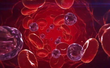 Video Stock Platelets And Red Blood Cells In The Blood Stream Free