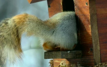 Video Stock Playful Squirrel Eating Free