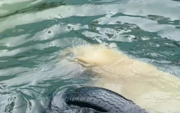 Video Stock Polar Bear At The Zoo Playing With A Tire Free