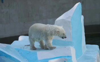Video Stock Polar Bear Cub At The Zoo Free