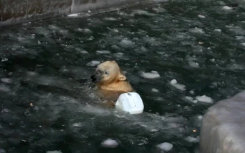 Video Stock Polar Bear Playing With A Plastic Container Free