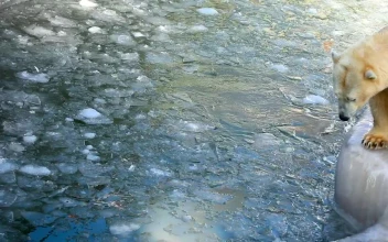 Video Stock Polar Bear Playing In The Ice Pool At The Zoo Free