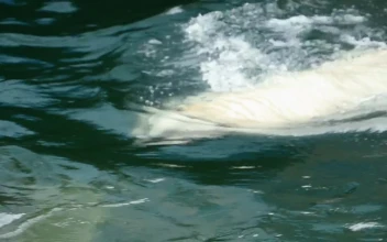 Video Stock Polar Bear Swimming In Cold Water Free