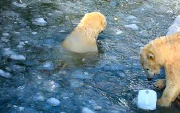 Video Stock Polar Bears Playing With A Plastic Container In The Ice Free