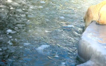 Video Stock Polar Bears Swimming In Ice Free