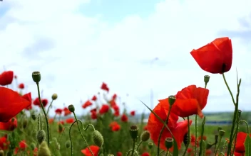 Video Stock Poppy Flowers Moving In The Wind Free