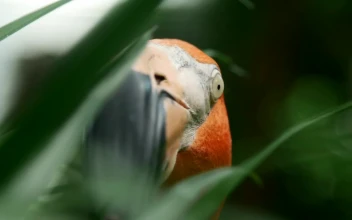 Video Stock Portrait Of A Flamingo Looking Around Free