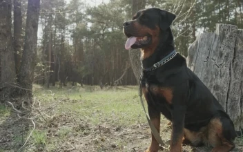 Video Stock Portrait Of A Rottweiler Dog In The Forest Free