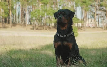 Video Stock Portrait Of A Rottweiler Waving Free