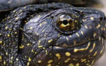 Video Stock Portrait Of Black Turtle With Yellow Spots Free