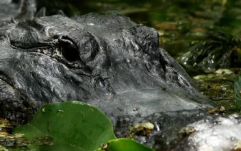 Video Stock Portrait To A Crocodile In A Swamp Free