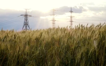 Video Stock Powerline Towers And A Wheat Field Free