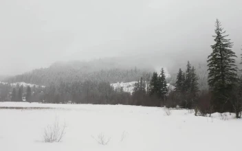 Video Stock Prairie Snow In A Pine Forest Free