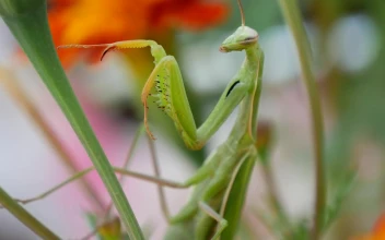 Video Stock Praying Mantis Climbing Up A Plant Free
