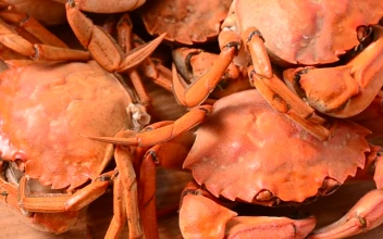 Video Stock Presentation Of Crabs Spinning Shot Free