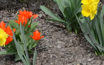 Video Stock Public Garden By A Road Free