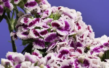 Video Stock Purple And White Flowers Free